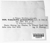 Erysiphe penicillata image